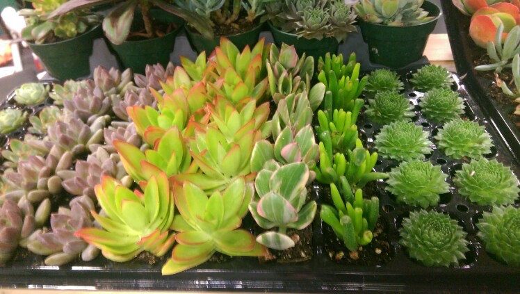 Happy Little Plants